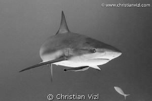 Caribbean Reef Shark with a remora at coral reef of Jardi... by Christian Vizl 